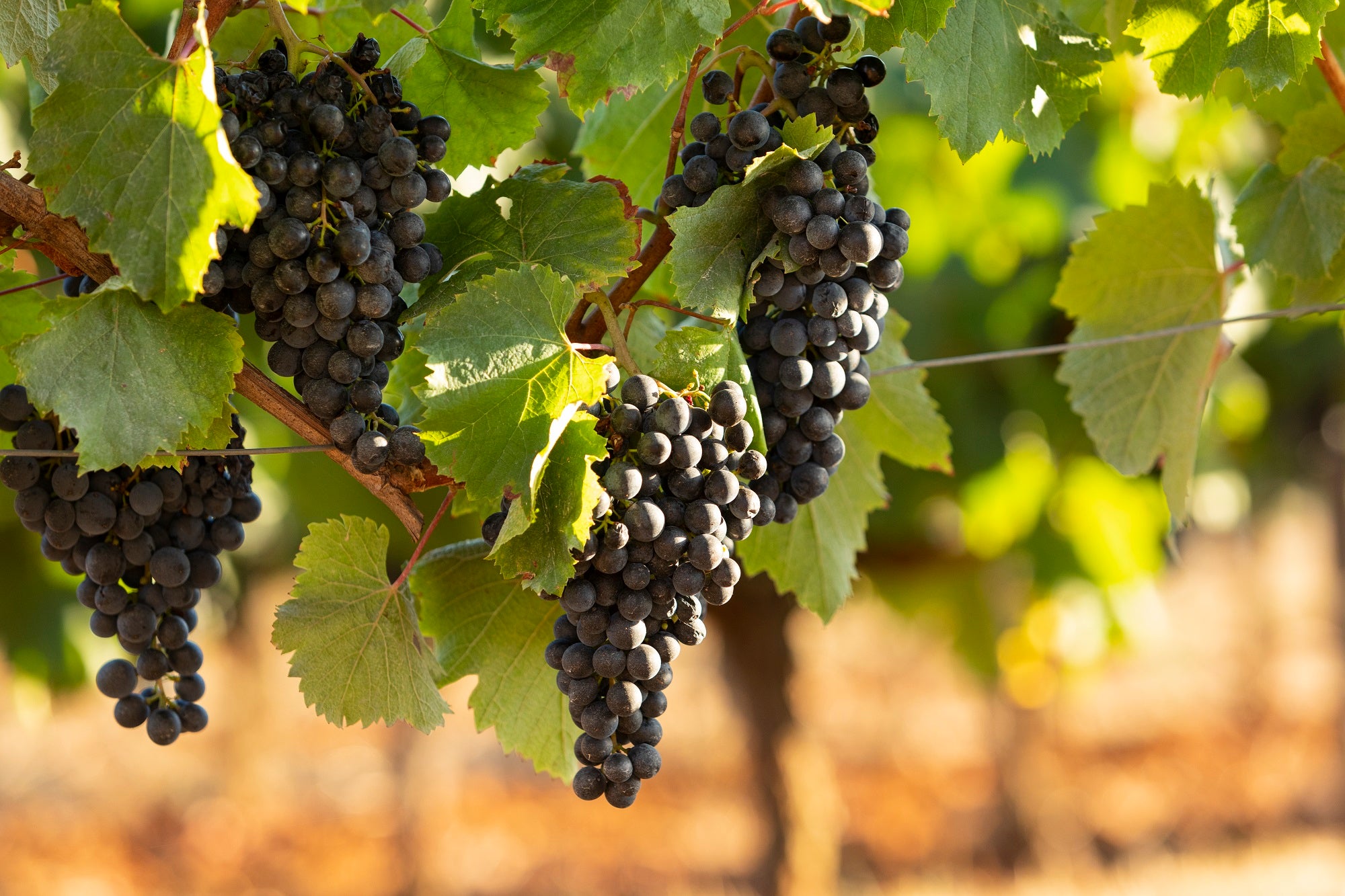 Du raisin à la bouteille : Processus de création du vin doux