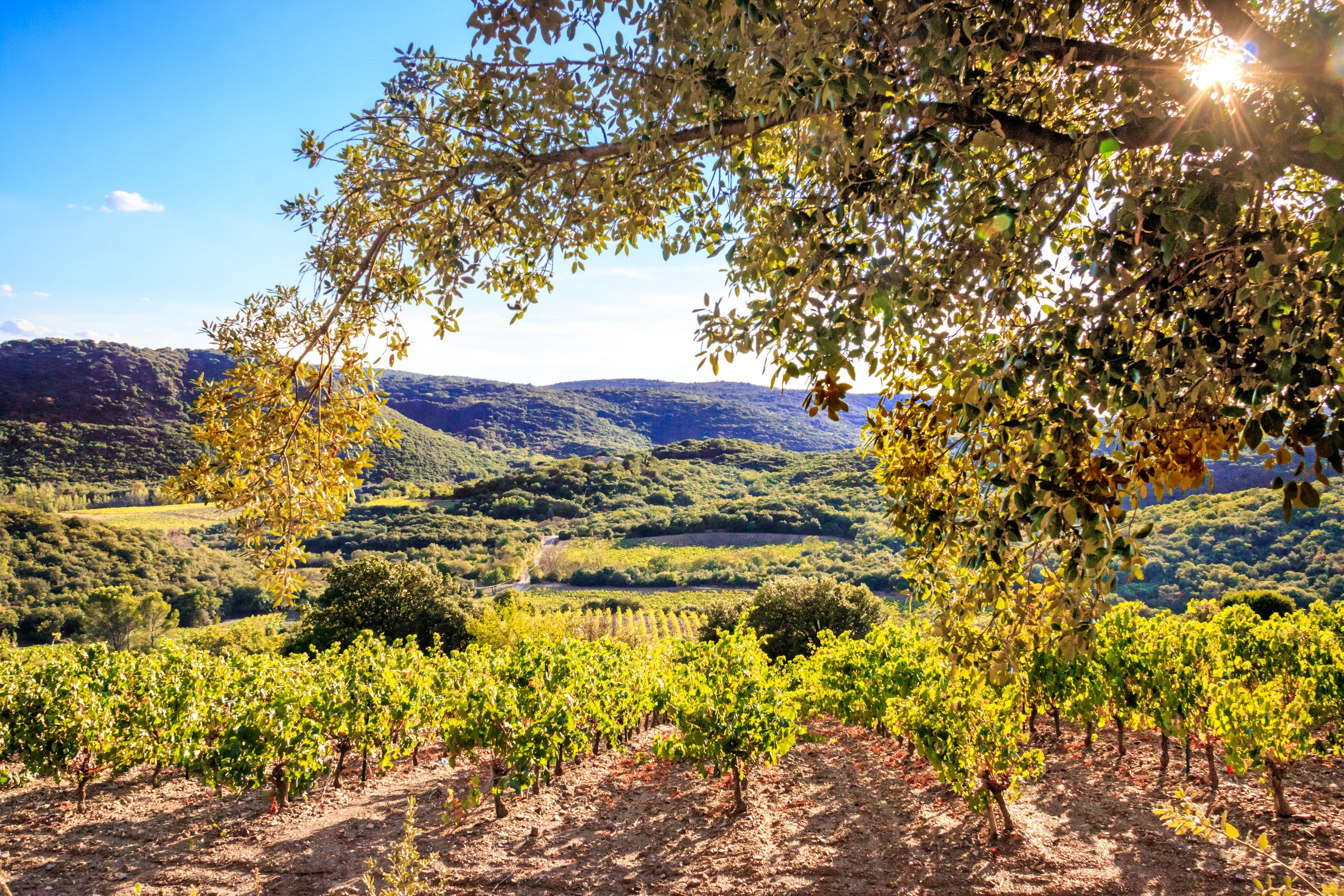 Our Cuvées Vintage 2017